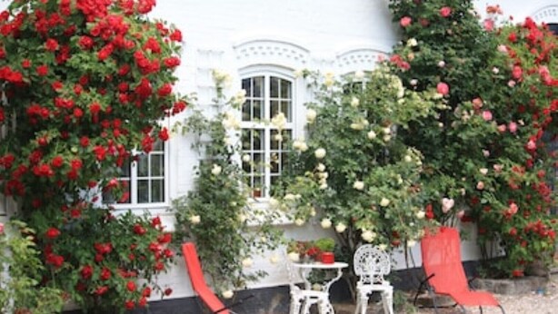 A white building with a garden featuring red and white roses, a small table, and two red chairs.