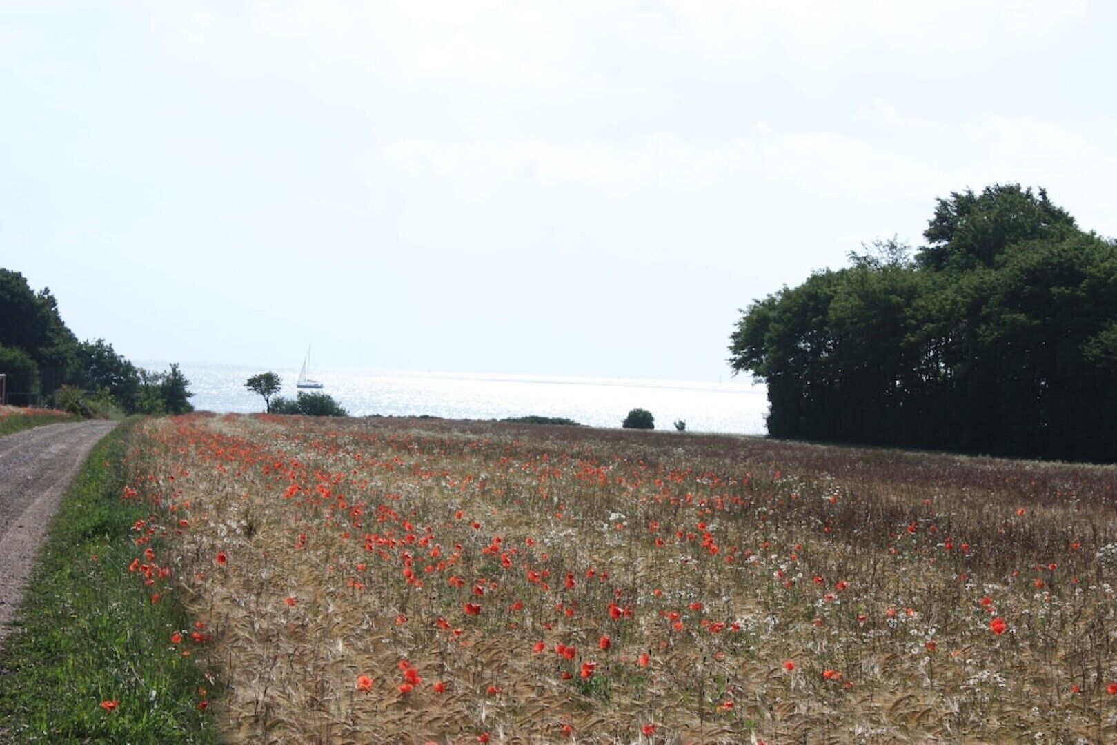 A coastal road with a field of red poppies and a sailboat in the distance.