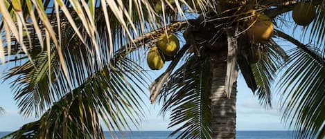 Ubicación a pie de playa, tumbonas y toallas de playa