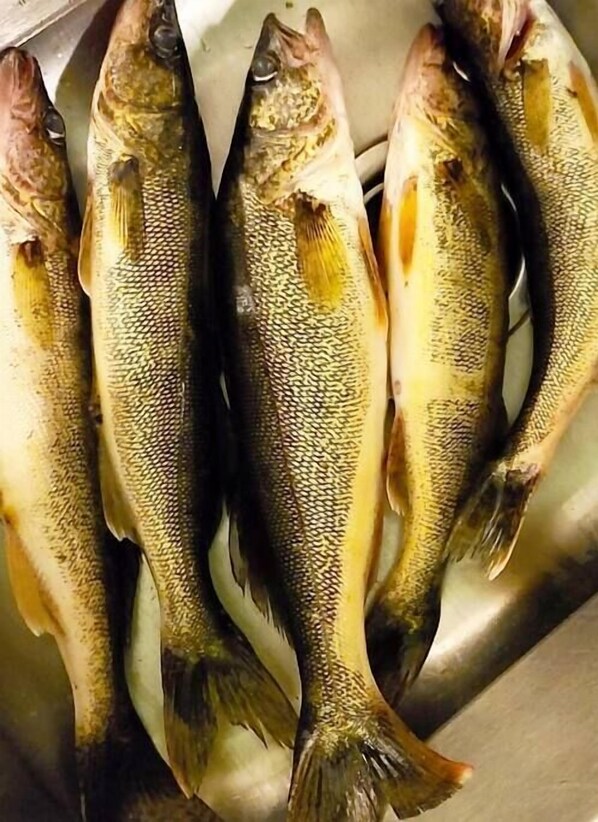 Several fish laid out on a metal surface.