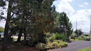 Un sentier pavé, bordé d’arbres et d’arbustes denses, avec un ciel dégagé au-dessus.