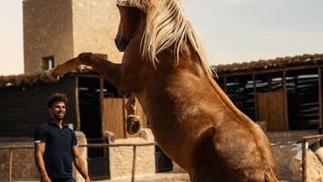 Un caballo en un espacio al aire libre con una persona de pie cerca.