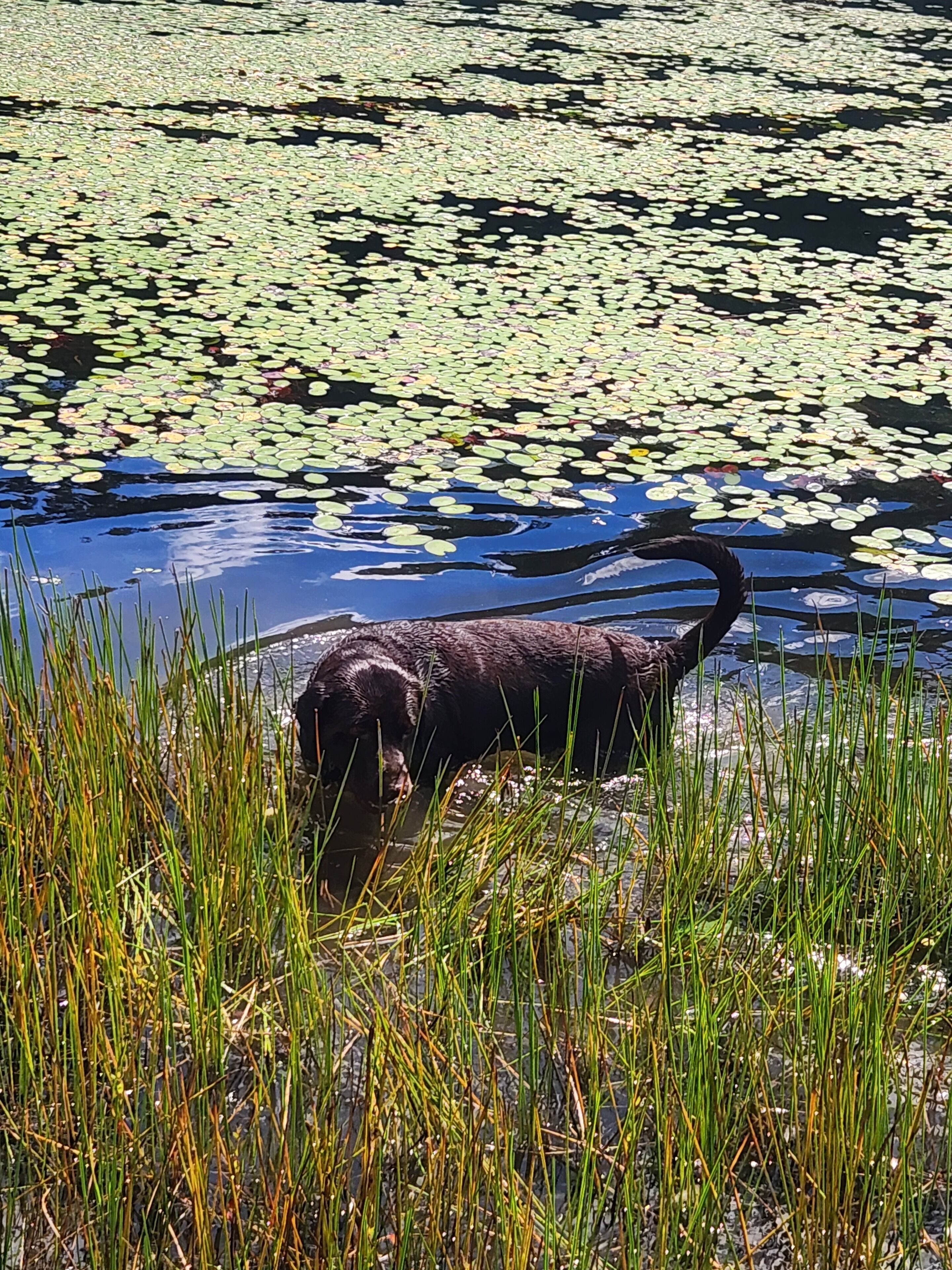 Unós darrere d'un estany ple de nenúfars i herba alta.