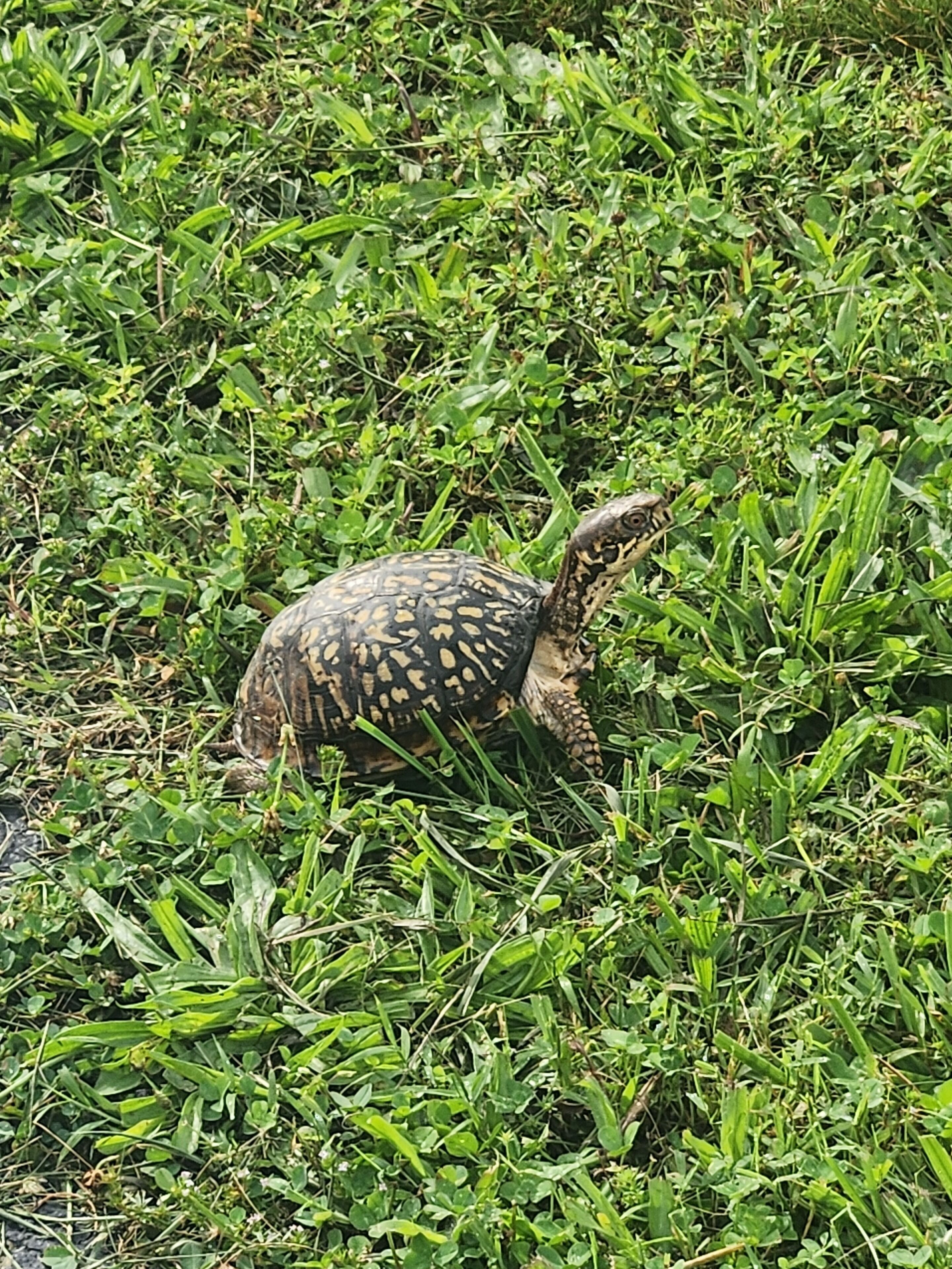 Una tortuga en un campo cubierto de hierba.