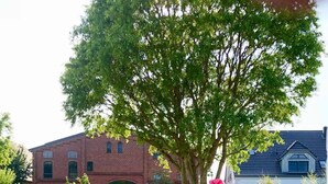 A gravel path leading to a brick building with a large tree in the foreground.