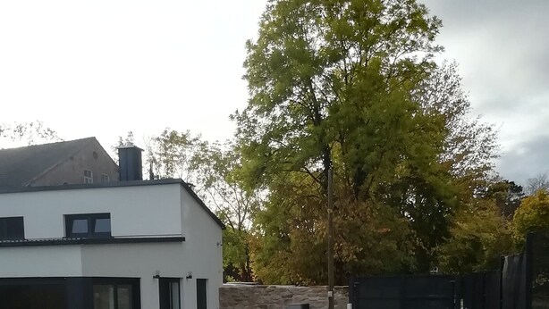 Una casa moderna con patio empedrado, muro de piedra y un árbol.
