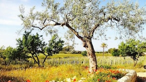 A stone wall with a field of red poppies and a tree with white blossoms.