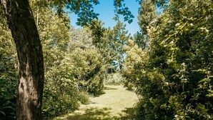 Un sendero estrecho bordeado de árboles en un área boscosa.