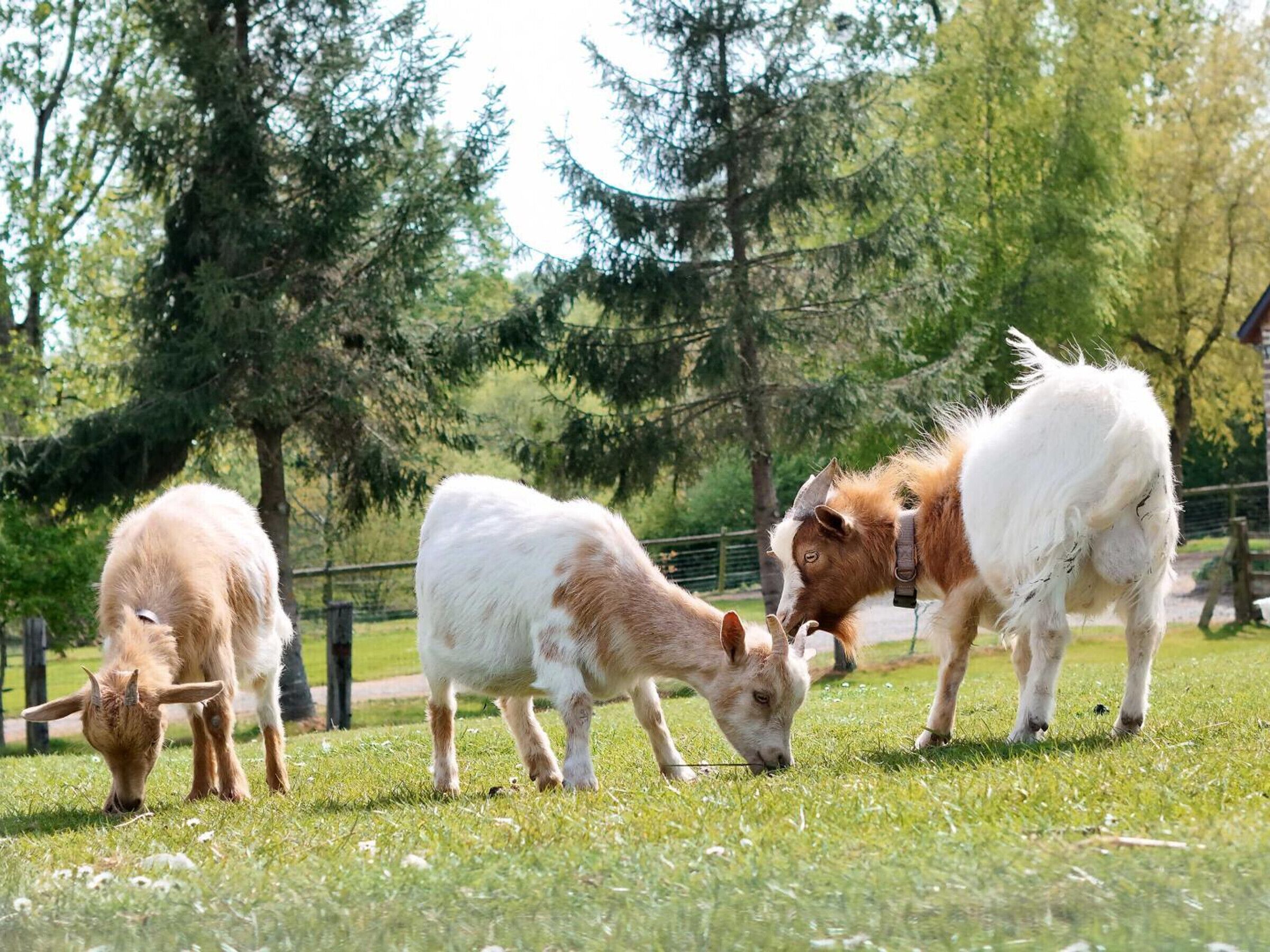 A group of goats grazing in a grassy field with trees in the background.