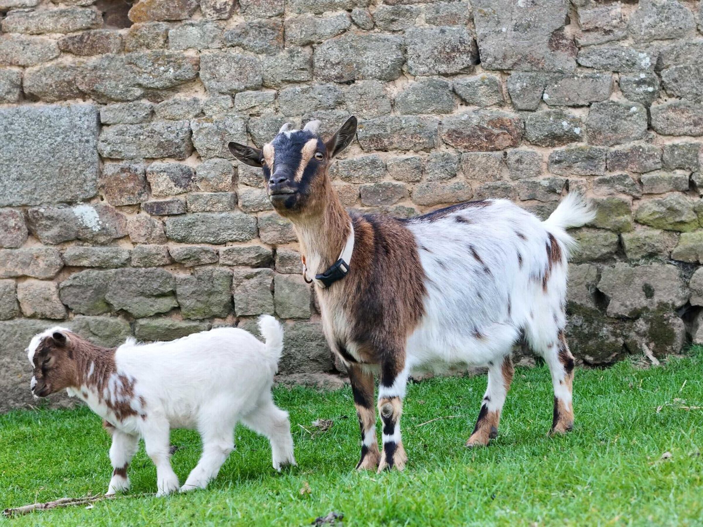 A stone wall and a grassy area with two goats.