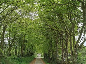 Escape to a serene forest setting along a secluded, tree-lined road.