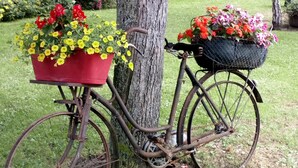 Una bicicleta antigua con una cesta roja y otra cesta de alambre en la parte trasera, estacionada junto a un árbol en una zona cubierta de hierba.