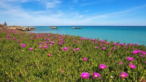 A coastal landscape with vibrant pink flowers and clear blue sea under a bright sky.
