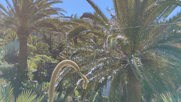 A garden with palm trees and various plants. - Holiday Home "Casa Grenado" with Sea Views, Private Balcony & Wi-Fi (vallehermoso tazo)