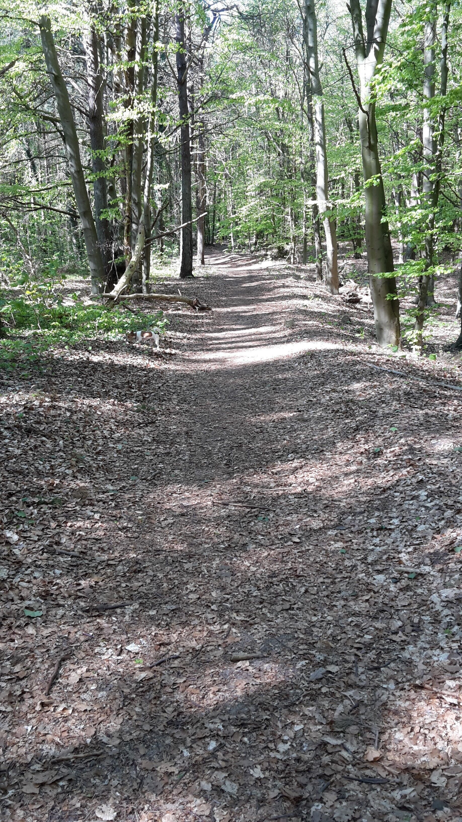 A forest path with trees on either side.