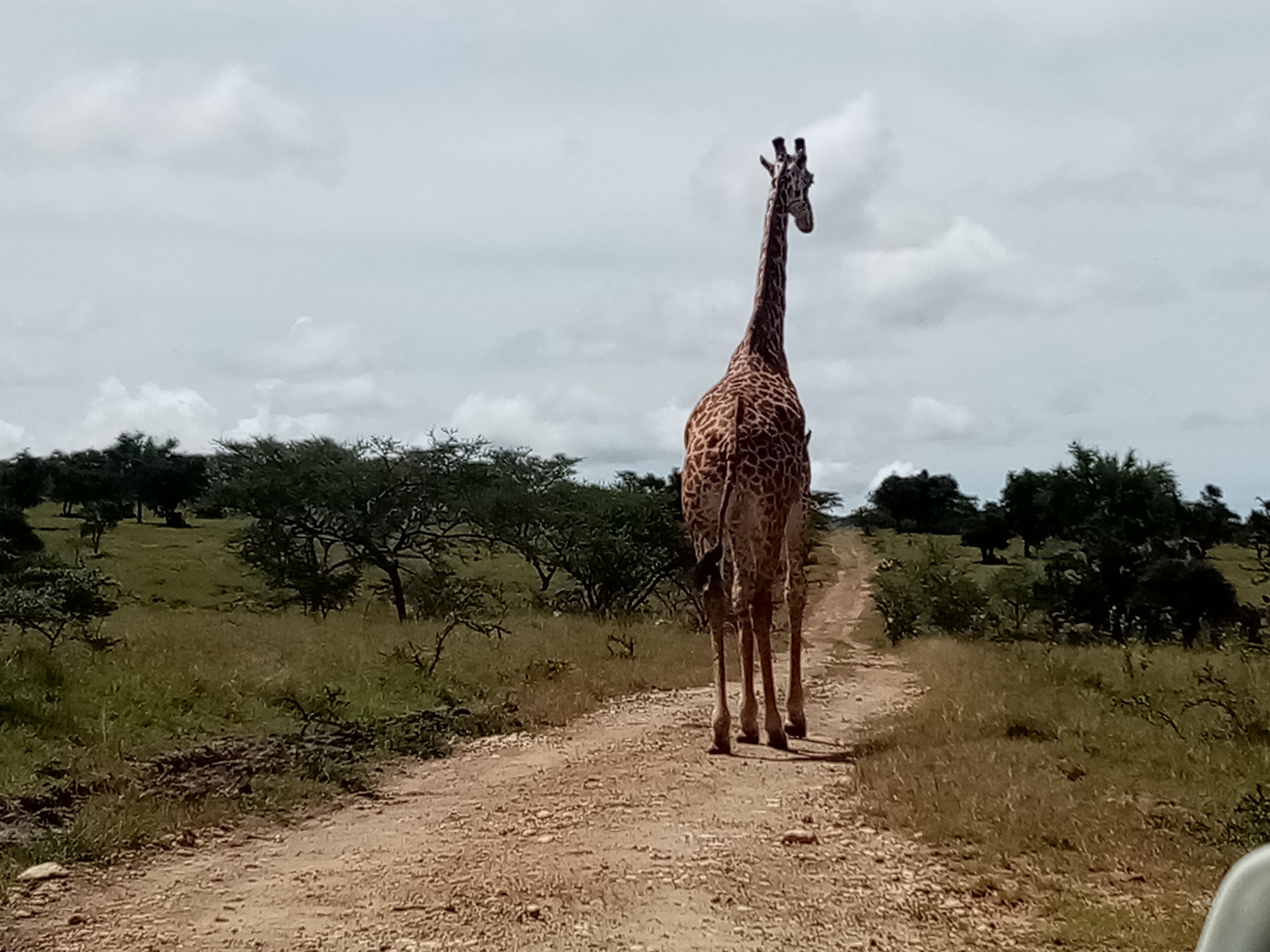 Una jirafa de pie sobre un sendero de tierra en una zona con hierba y árboles al fondo.