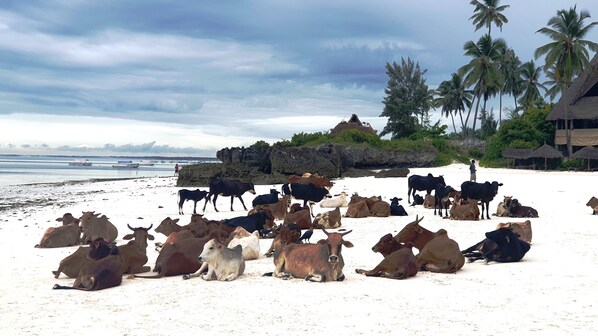 On the beach, sun-loungers, beach towels