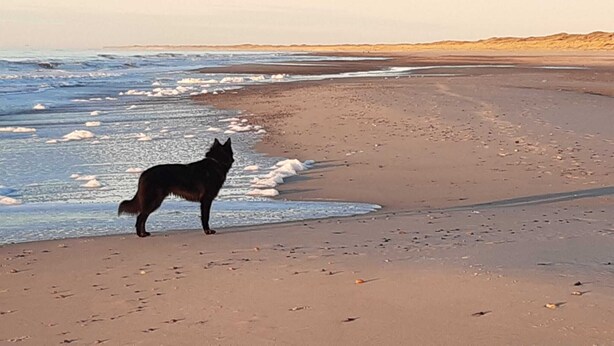 Ein Hund steht auf einem sandigen Strand, im Hintergrund sind Wellen zu sehen.