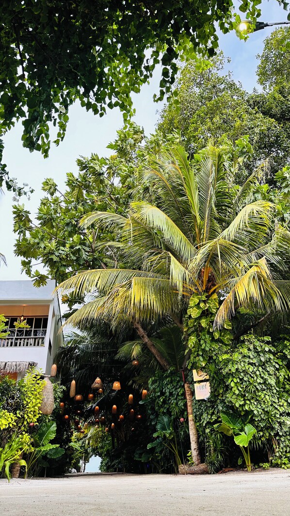 A tropical garden with a prominent palm tree, various plants, and hanging lanterns. - Odi Kamadhoo (Kamadhoo)