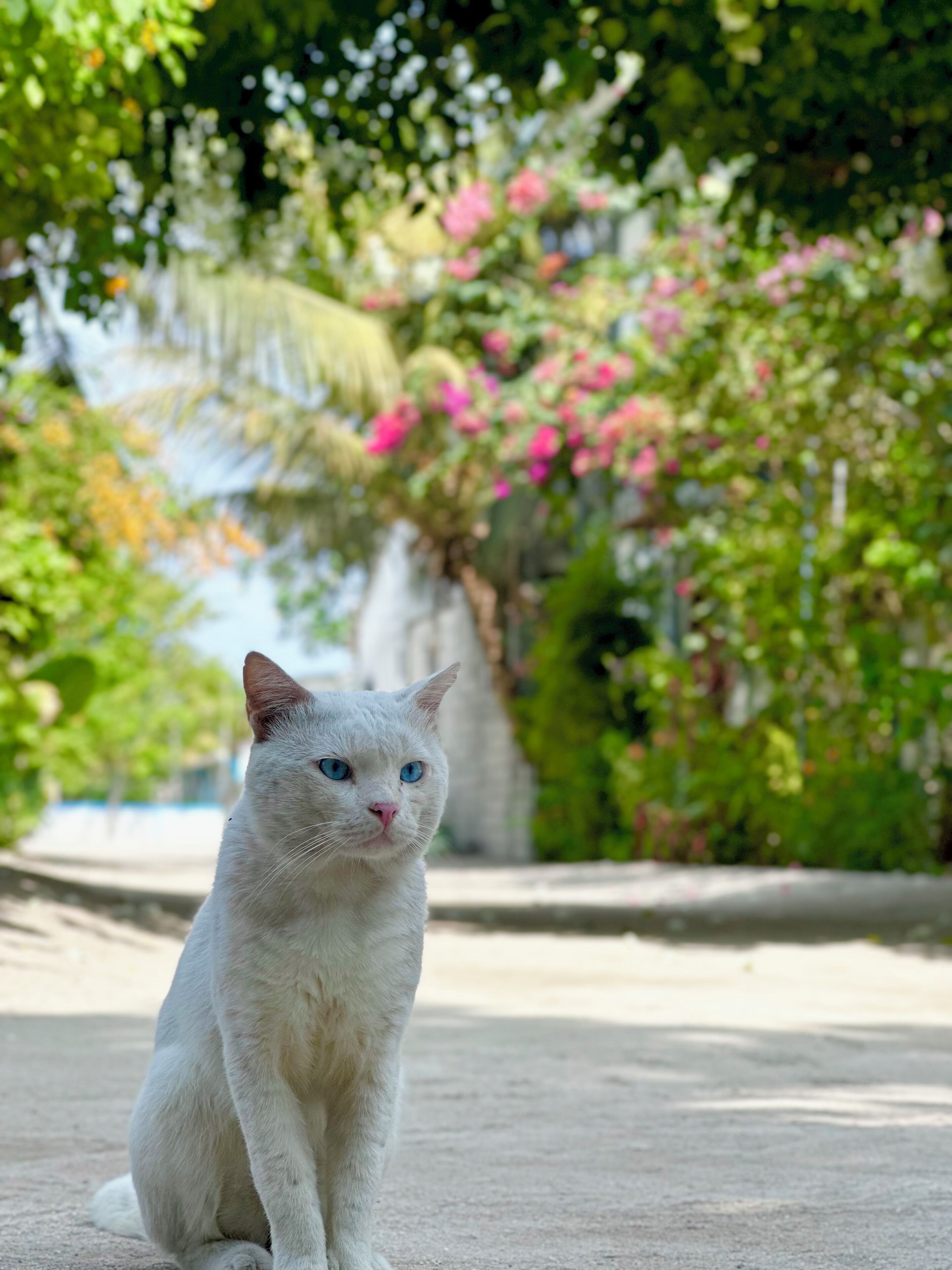 A white cat sitting on a concrete path with greenery and flowers in the background.