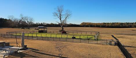 A fenced outdoor area with a horse, a small shelter, and a picnic table.