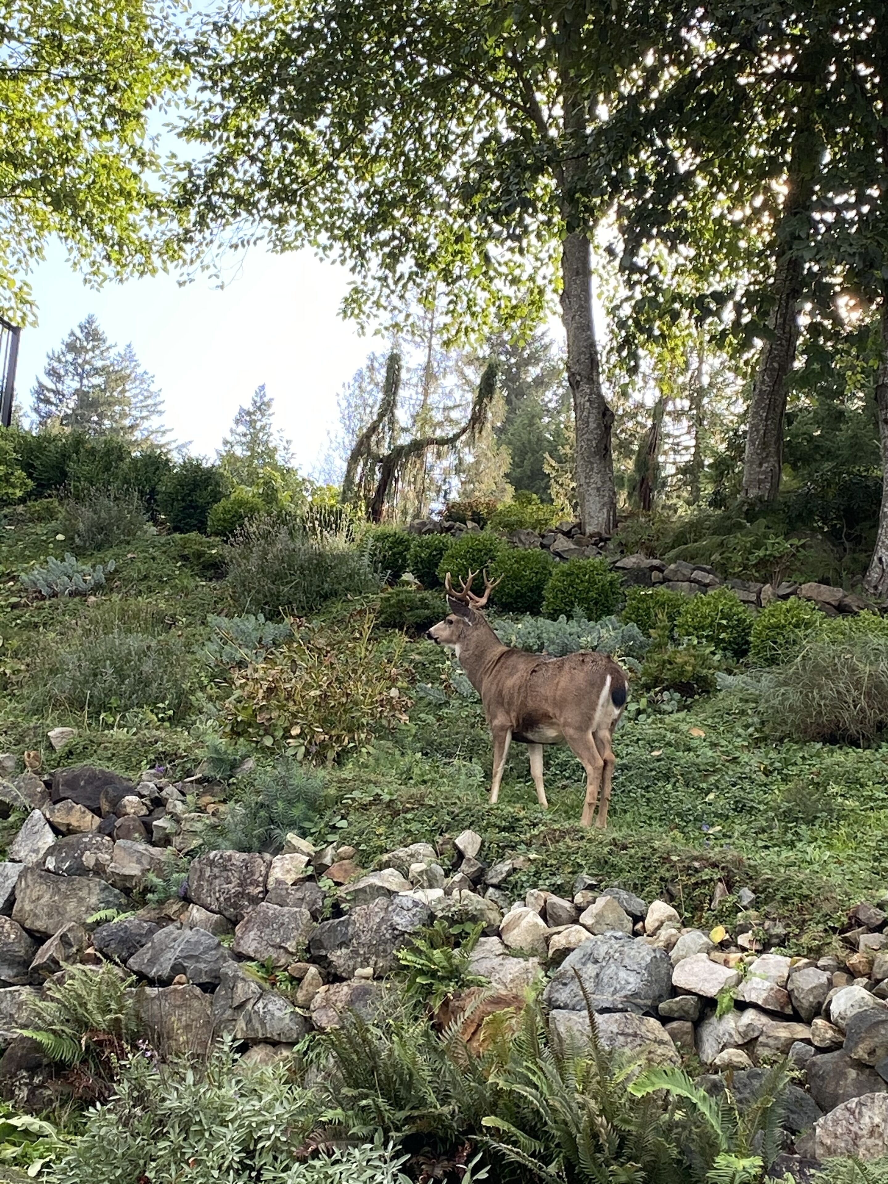A deer standing in a rocky area with dense greenery and trees in the background.