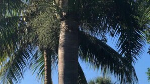 Eine hohe Palme vor wolkenlosem Himmel.