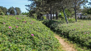 Un jardí amb un camí de terra, envoltat de vegetació abundant i plantes florejants.