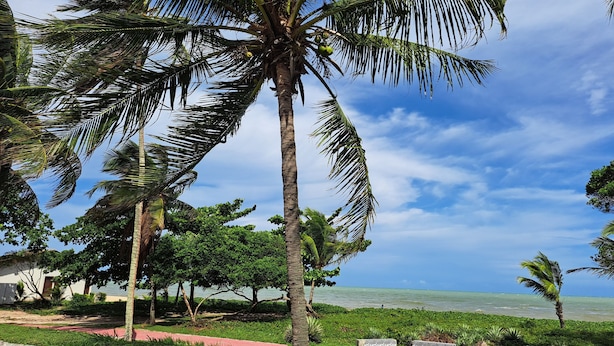 Vista a la playa con palmeras, cielo despejado y mar tranquilo.