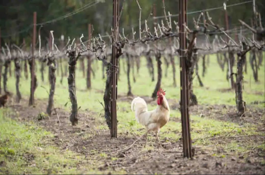 Mountain Vineyard Retreat.