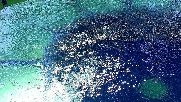 Ein Schwimmbecken mit klarem Wasser, umgeben von viel Grün.