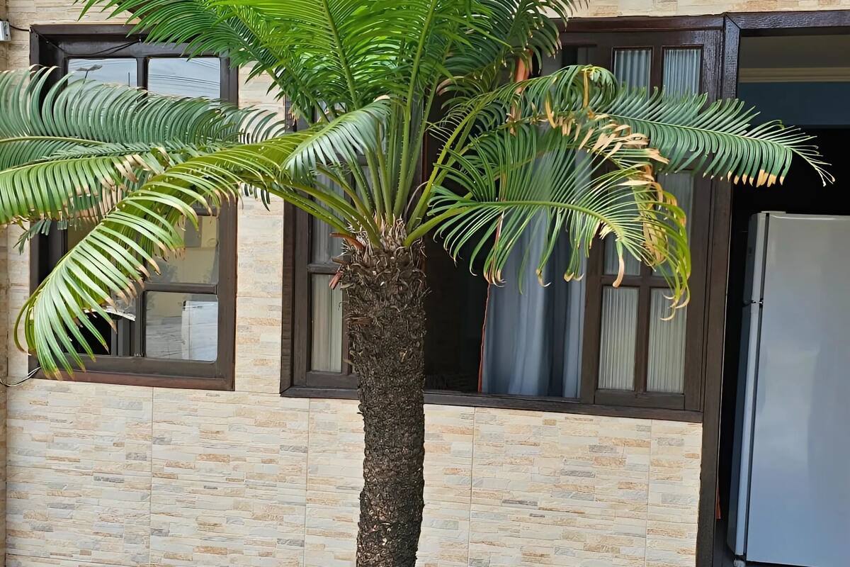 Un bâtiment avec un palmier devant une fenêtre, une porte et un réfrigérateur.