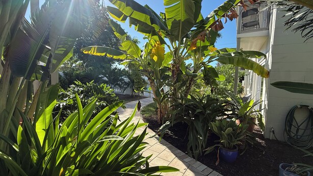 Un camino bordeado de plantas de plátano y otra vegetación, que conduce a un edificio de fachada blanca.