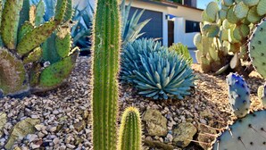 Een cactustuin met verschillende soorten cactussen en vetplanten, een gebouw met een modern ontwerp en een heldere lucht.