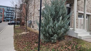A building with a brick facade, a covered entrance, and a snow-covered evergreen shrub. - Beautiful Three Bedroom House (Kitchener)