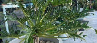 Blue Moon Boutique Resort