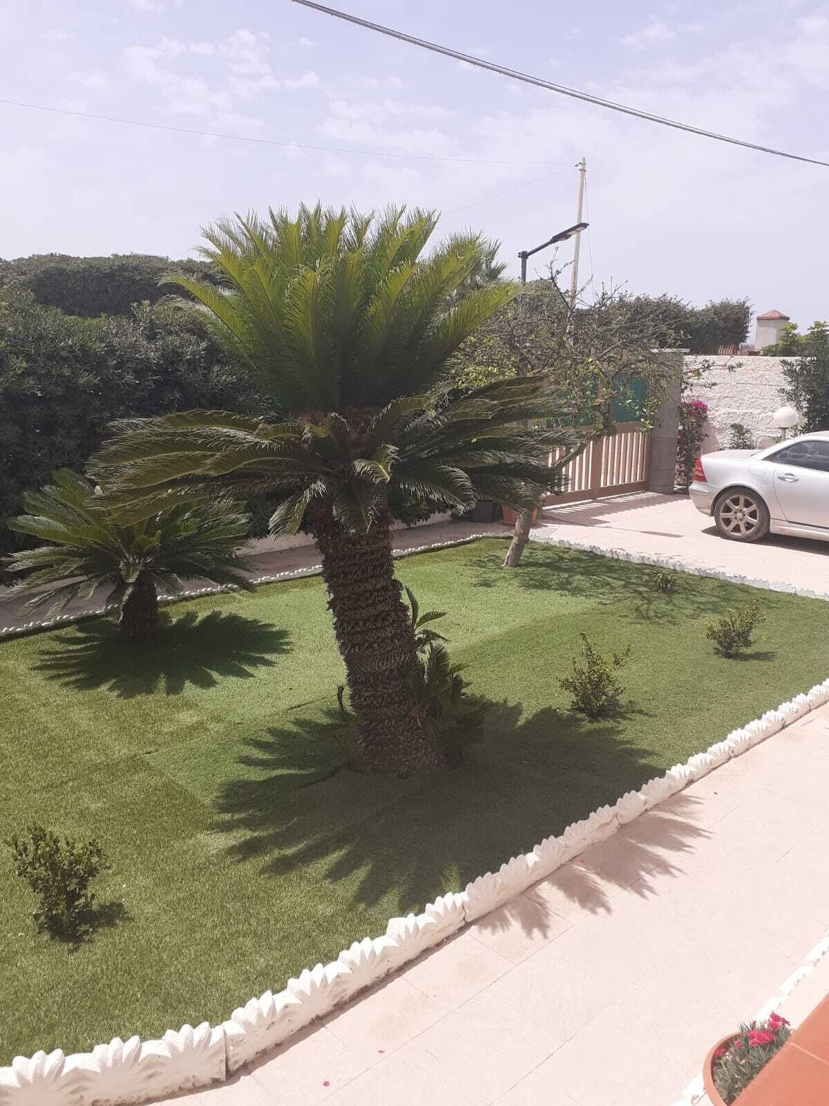 Un césped bien cuidado con una palmera, un coche blanco estacionado en la calle y un muro de piedra al fondo.