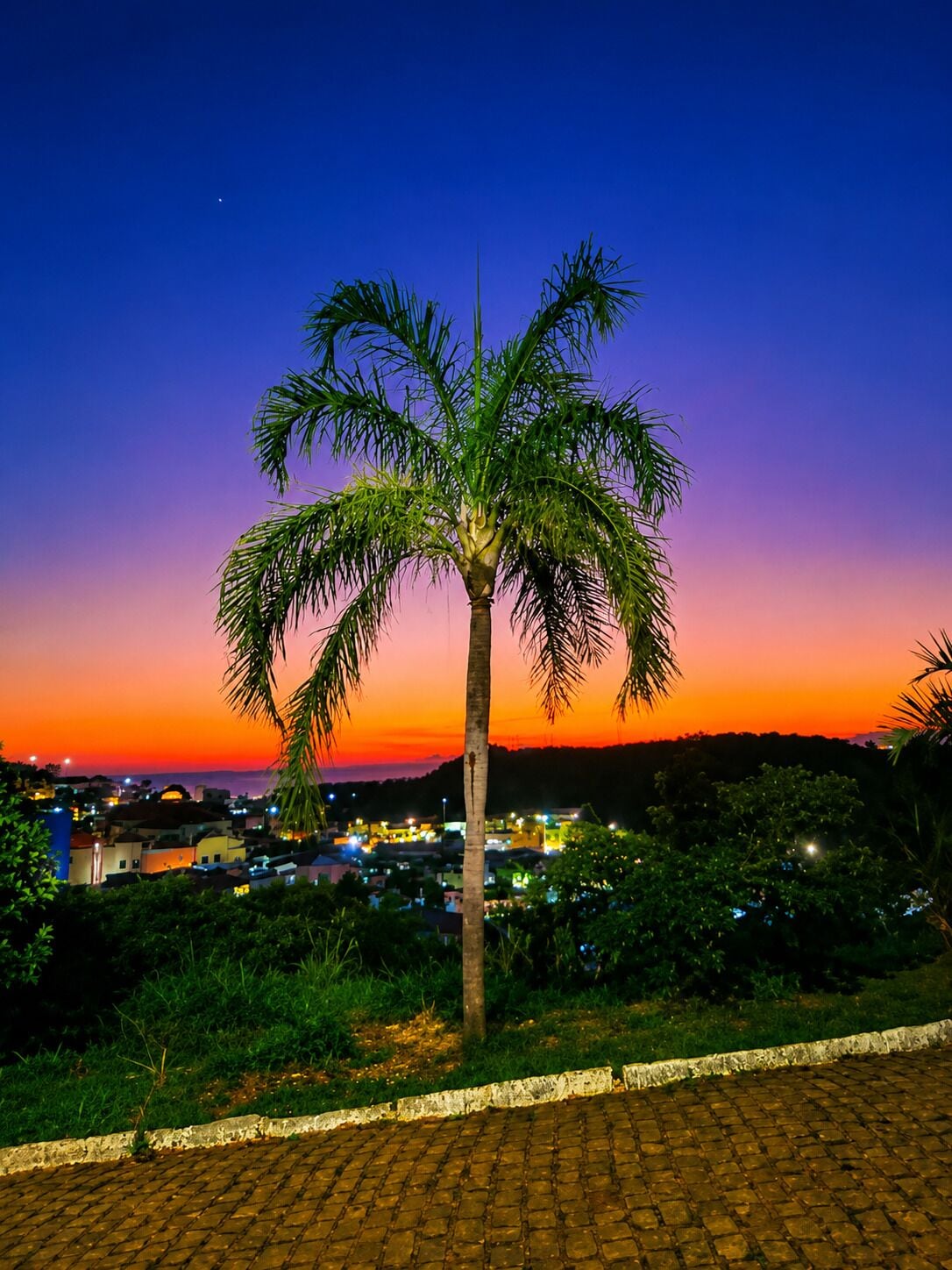 A palm tree in the foreground with a sunset in the background.