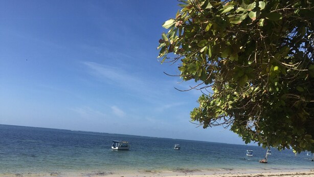 Ein Strand mit klarem, blauem Wasser, Booten und einem Baum im Vordergrund.