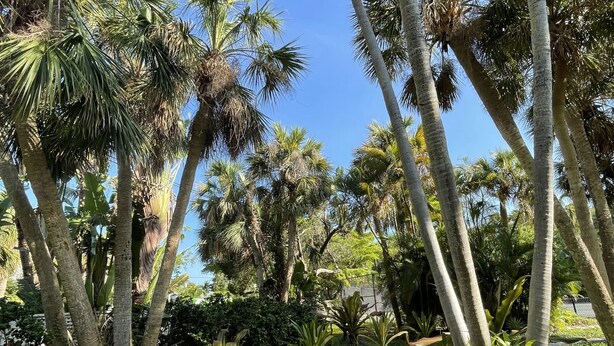 Un sentier bordé de palmiers et d’une végétation luxuriante, qui traverse un jardin tropical.