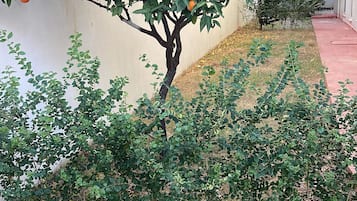 園景