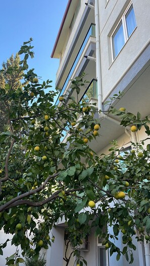 Un edificio con varias ventanas y un árbol de hojas verdes y frutos amarillos.