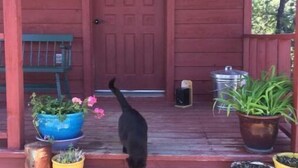Eine Veranda mit roter Tür, Blumentöpfen und einer schwarzen Katze.