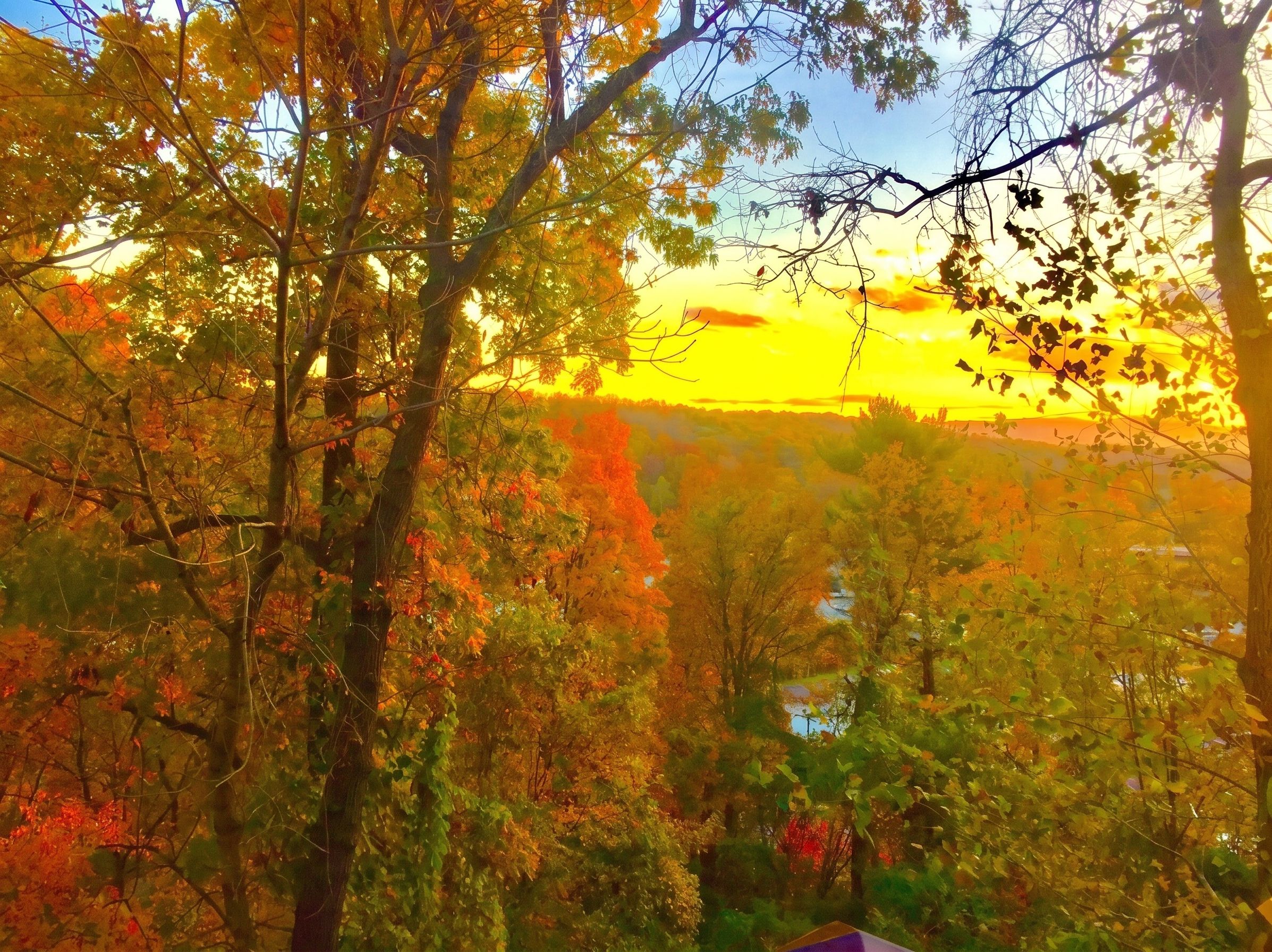 Waldlandschaft mit Bäumen und einer entfernten Blick auf ein Tal.