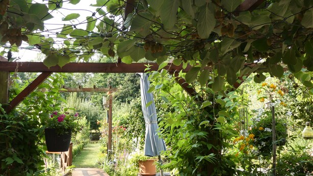 Een tuinpad onder een pergola, overwoekerd met klimplanten en diverse bloemen.