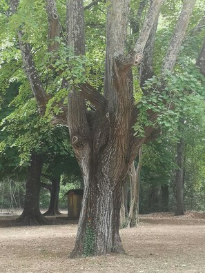 Property grounds - A family home in Provence Occitanie (SABRAN)