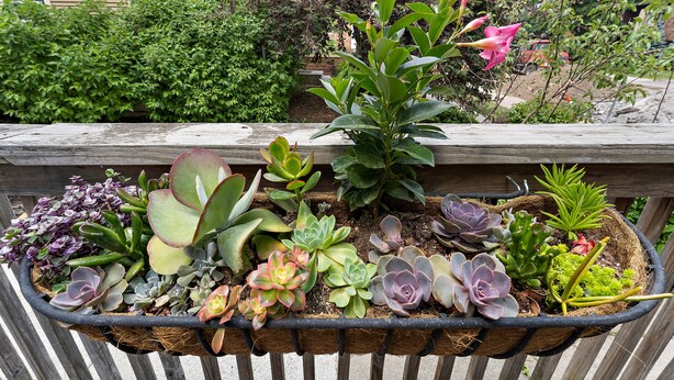 A variety of potted succulents arranged on a wooden railing.