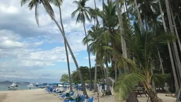 Una playa con palmeras y sillas de descanso.