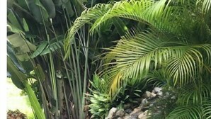 Piscina con cascada rodeada de exuberante vegetación tropical.