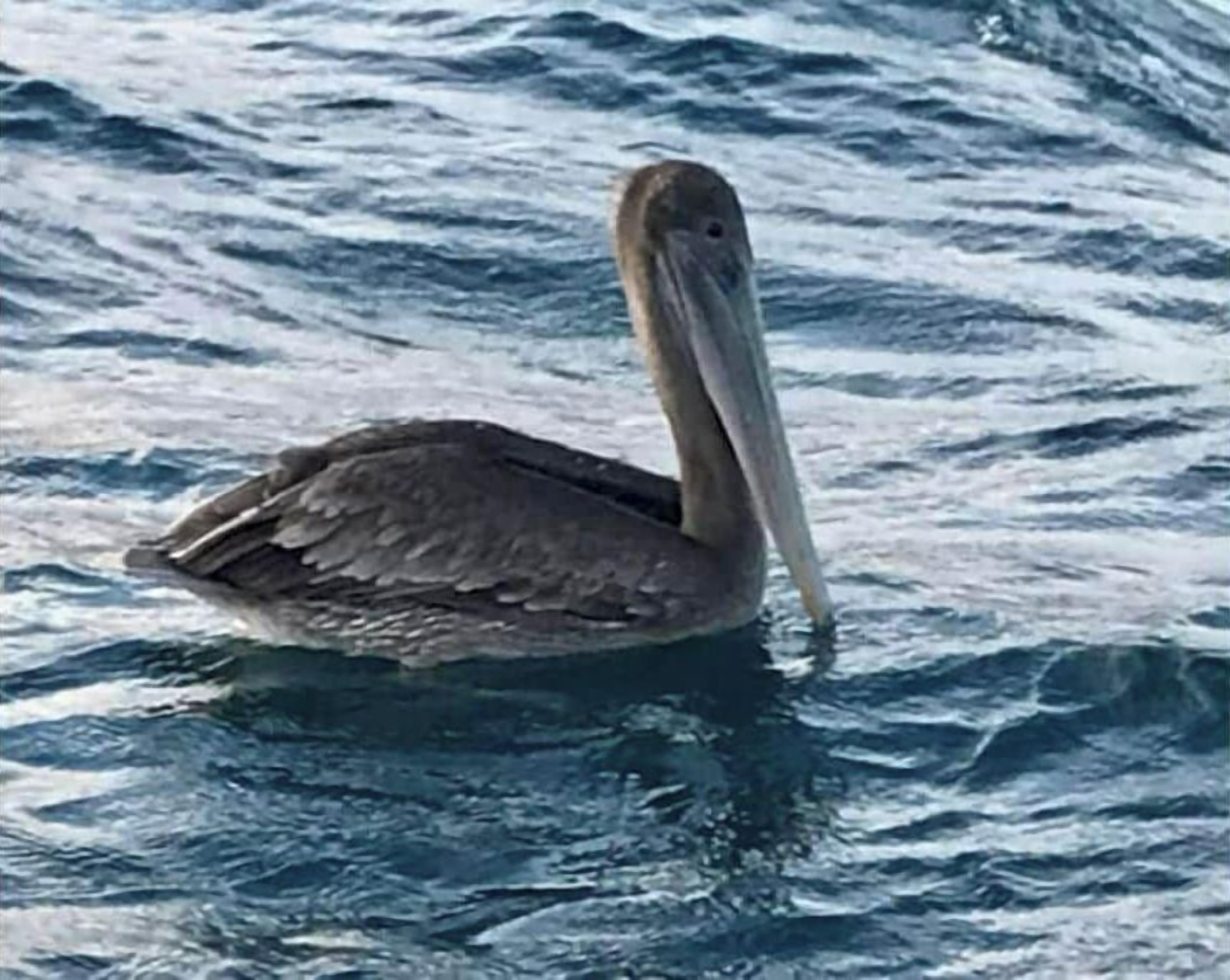 A pelican floating on water.